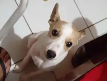 Cachorro raça SRD-ViraLata idade 7 a 11 meses nome Zoe