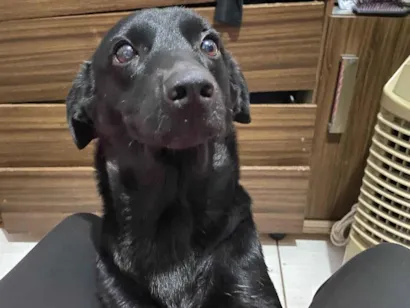 Cachorro raça SRD-ViraLata idade 6 ou mais anos nome Amora