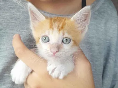 Gato raça SRD-ViraLata idade 2 a 6 meses nome Lino