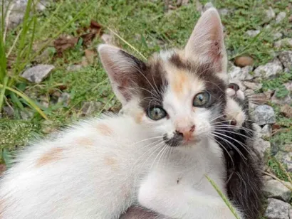 Gato raça SRD-ViraLata idade Abaixo de 2 meses nome Sem nomes
