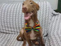 Cachorro raça SRD-ViraLata idade 2 a 6 meses nome Matteo