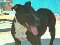 Cachorro raça Pit-Bull idade 2 anos nome Kira