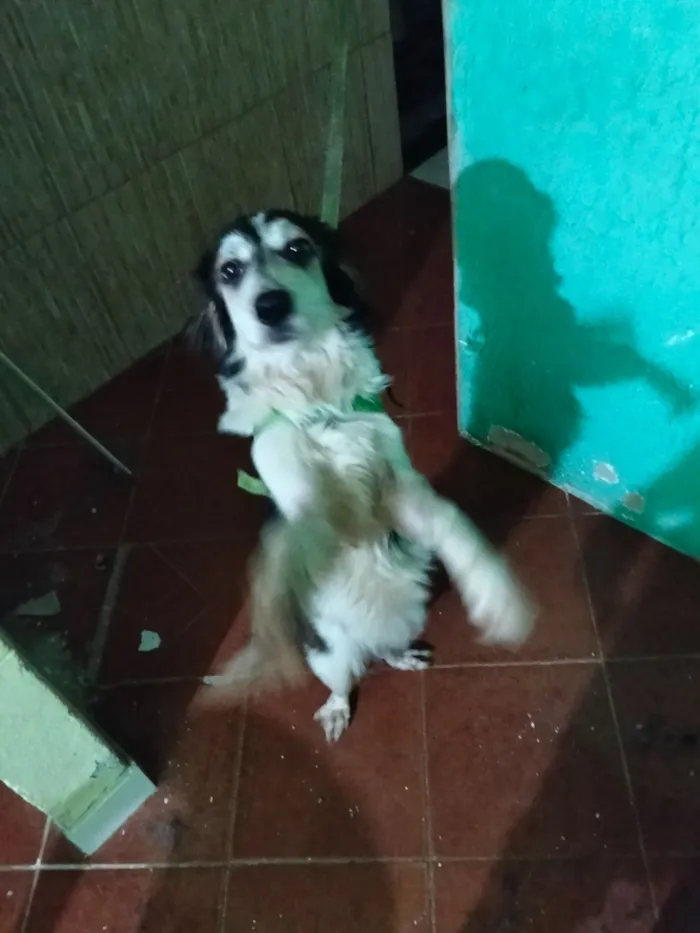 Cachorro raça SRD-ViraLata idade 1 ano nome Lucky