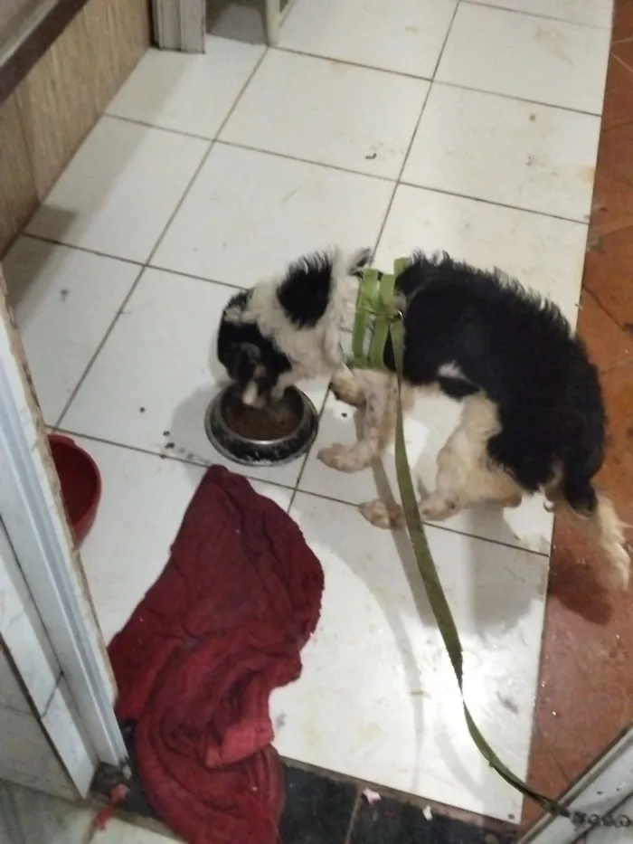 Cachorro raça SRD-ViraLata idade 1 ano nome Lucky