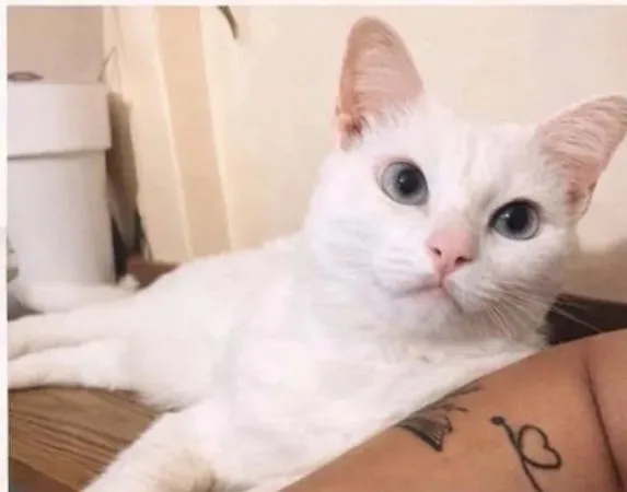 Gato raça SRD-ViraLata idade 6 ou mais anos nome Riana 