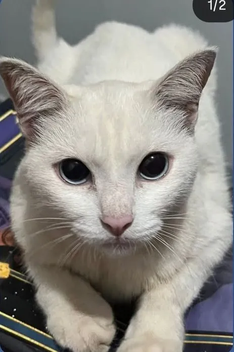 Gato raça SRD-ViraLata idade 6 ou mais anos nome Riana 