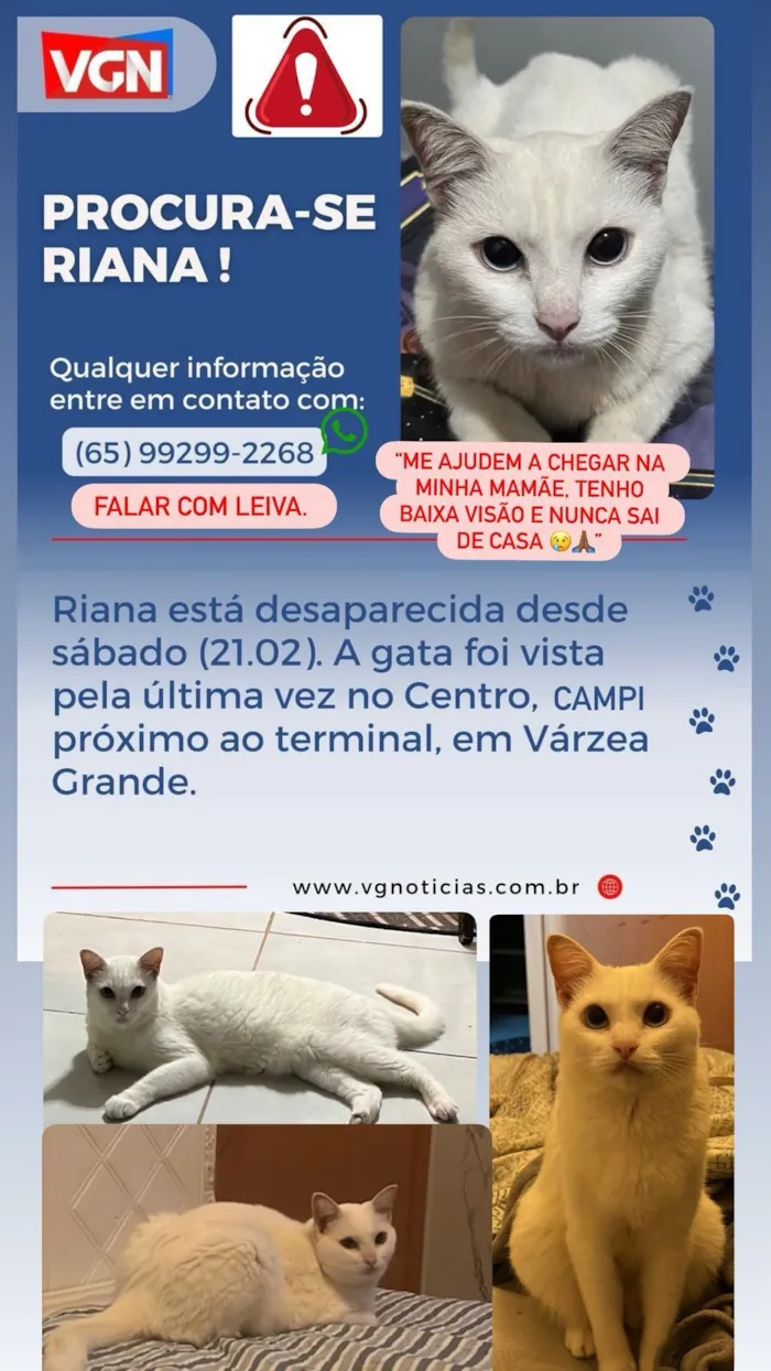 Gato raça SRD-ViraLata idade 6 ou mais anos nome Riana