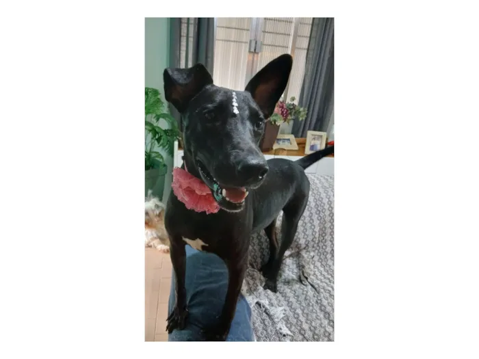Cachorro raça SRD-ViraLata idade 2 anos nome Maria Flor