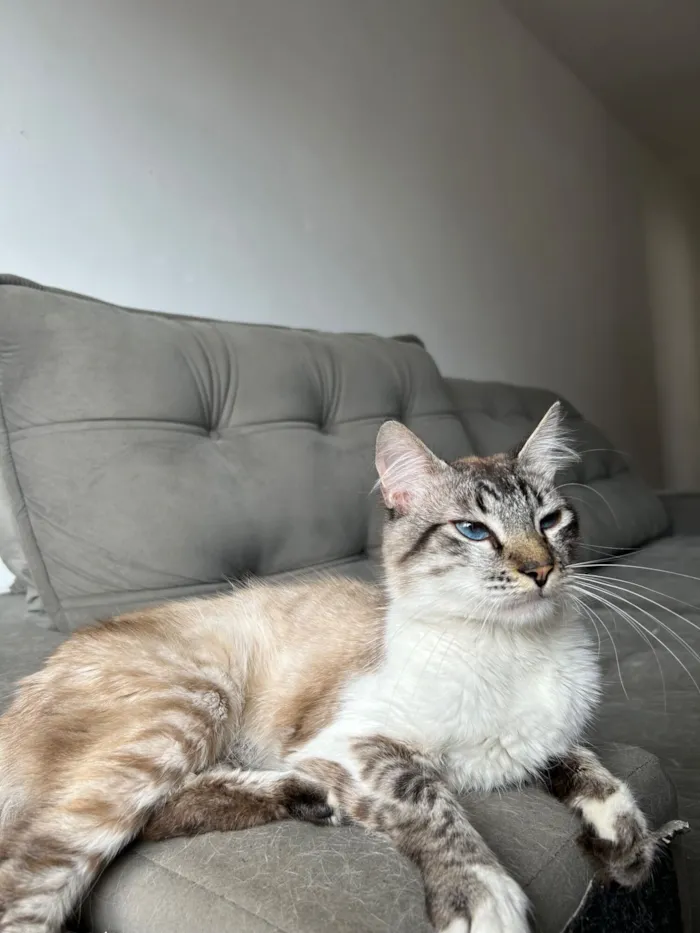 Gato raça SRD-ViraLata idade 1 ano nome Skrr