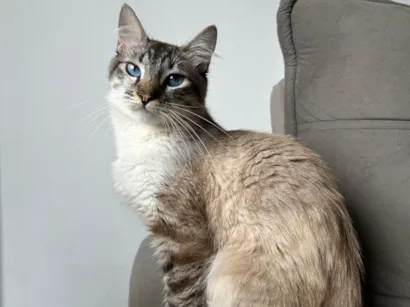 Gato raça SRD-ViraLata idade 1 ano nome Skrr