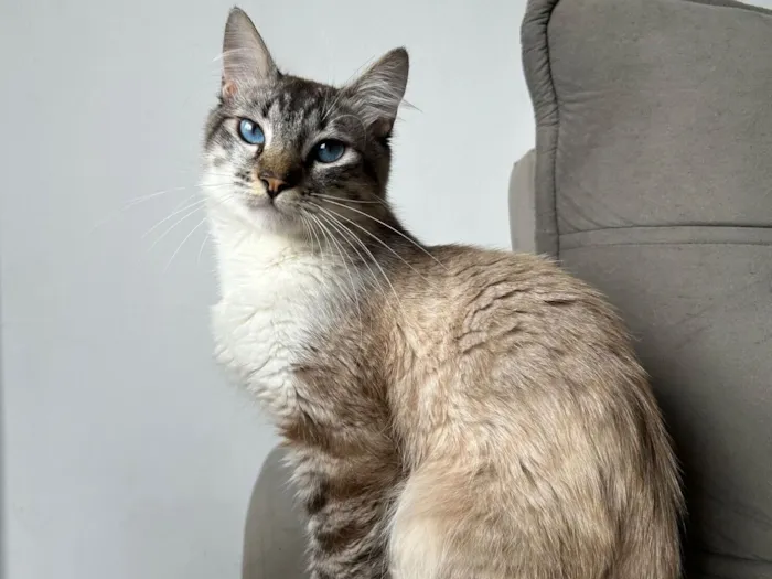 Gato raça SRD-ViraLata idade 1 ano nome Skrr