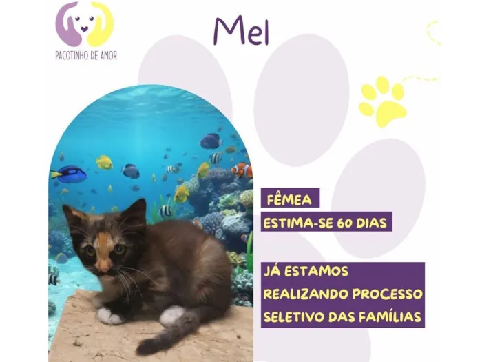 Gato raça SRD-ViraLata idade Abaixo de 2 meses nome Mel 