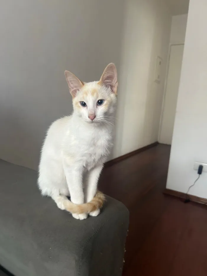 Gato raça SRD-ViraLata idade 7 a 11 meses nome Gatue