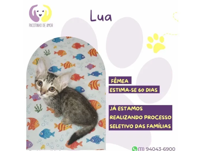 Gato raça SRD-ViraLata idade Abaixo de 2 meses nome Lua