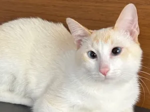Gato raça SRD-ViraLata idade 7 a 11 meses nome Gatue