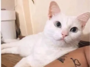 Gato raça SRD-ViraLata idade 6 ou mais anos nome Riana