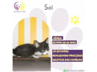 Gato raça SRD-ViraLata idade Abaixo de 2 meses nome Sol 
