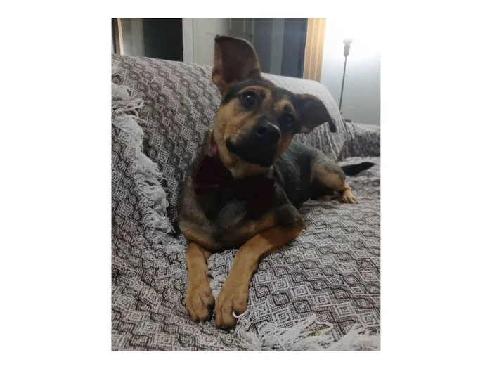 Cachorro raça SRD-ViraLata idade 1 ano nome Bento