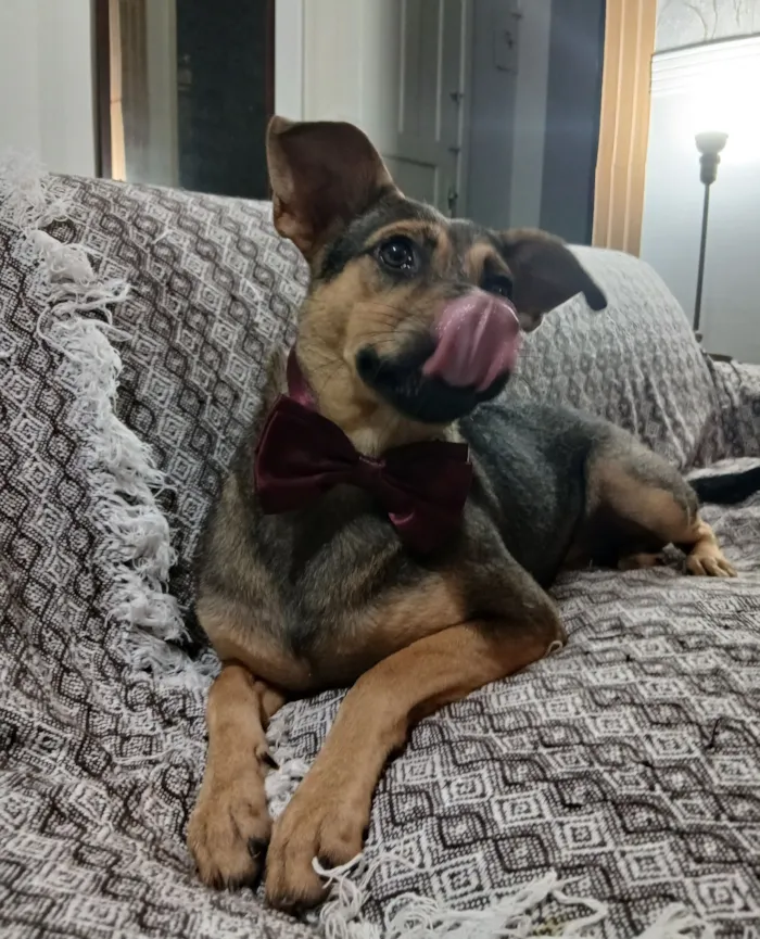 Cachorro raça SRD-ViraLata idade 1 ano nome Bento