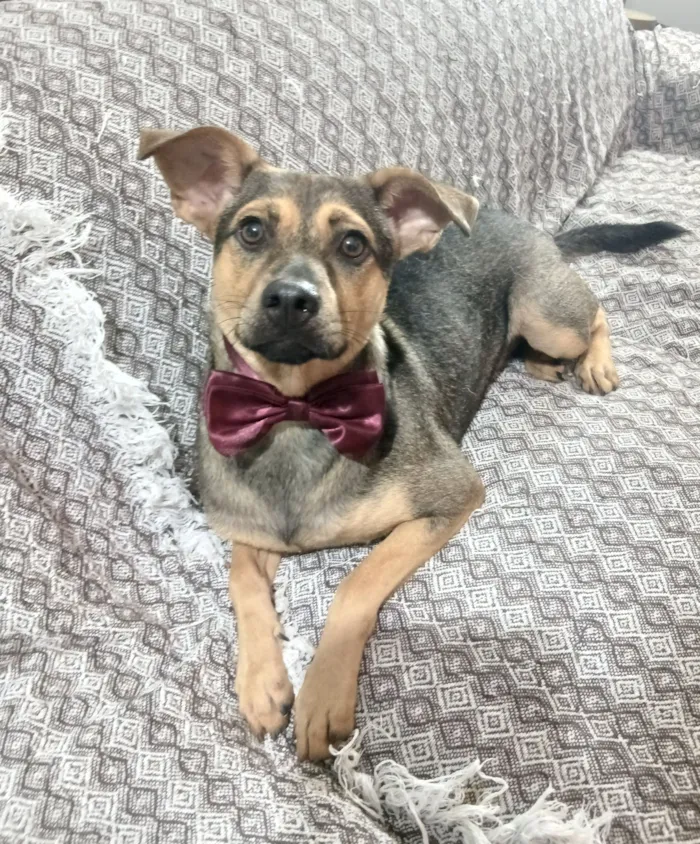 Cachorro raça SRD-ViraLata idade 1 ano nome Bento