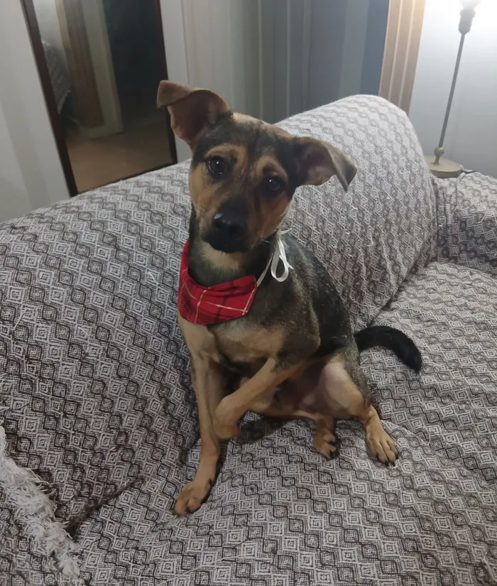 Cachorro raça SRD-ViraLata idade 1 ano nome Bento