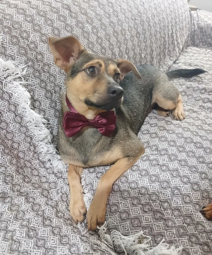 Cachorro raça SRD-ViraLata idade 1 ano nome Bento