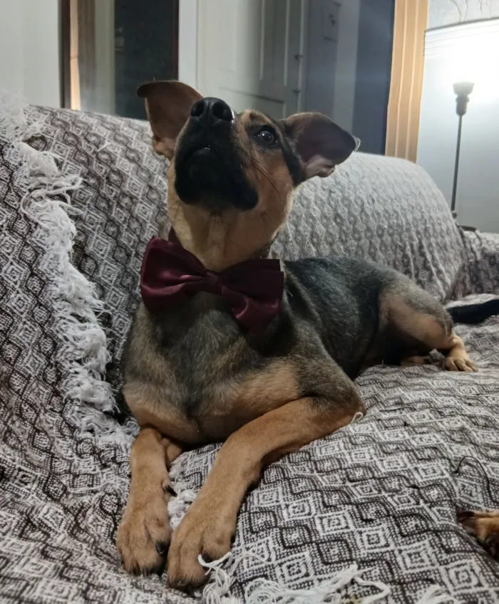 Cachorro raça SRD-ViraLata idade 1 ano nome Bento