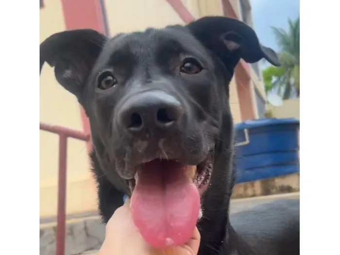 Cachorro raça Labrador idade 7 a 11 meses nome Koda