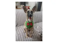 Cachorro raça SRD-ViraLata idade 1 ano nome Luca