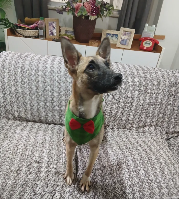 Cachorro raça SRD-ViraLata idade 1 ano nome Luca
