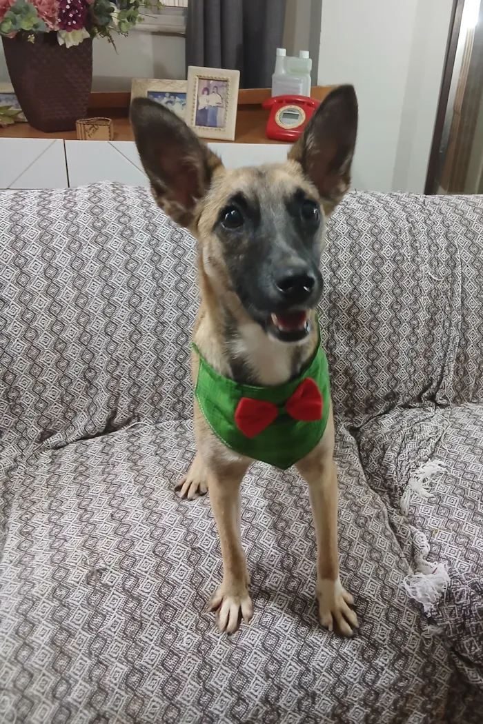 Cachorro raça SRD-ViraLata idade 1 ano nome Luca