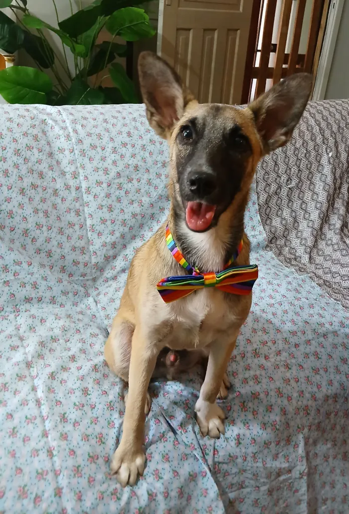 Cachorro raça SRD-ViraLata idade 1 ano nome Luca