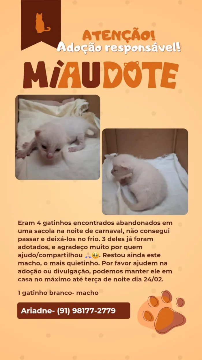 Gato raça SRD-ViraLata idade Abaixo de 2 meses nome filhote abandonados