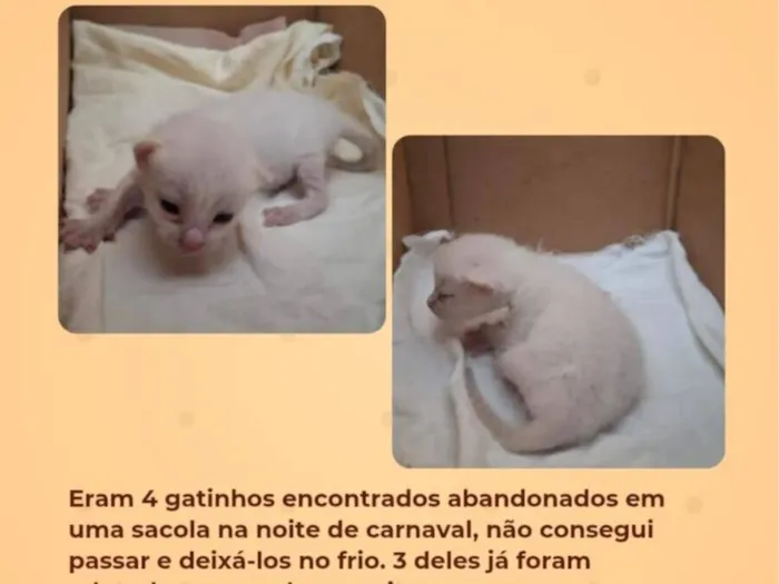 Gato raça SRD-ViraLata idade Abaixo de 2 meses nome filhote abandonados