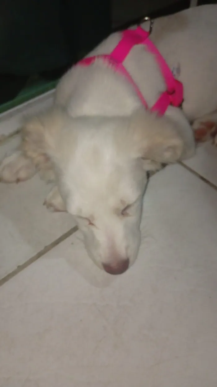 Cachorro raça SRD-ViraLata idade 2 a 6 meses nome Safira