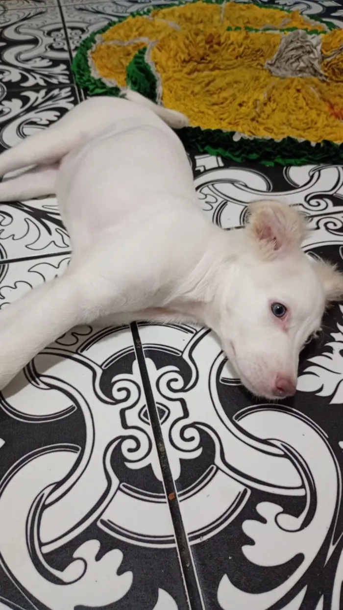 Cachorro raça SRD-ViraLata idade 2 a 6 meses nome Safira