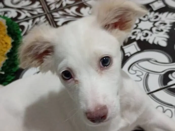 Cachorro raça SRD-ViraLata idade 2 a 6 meses nome Safira