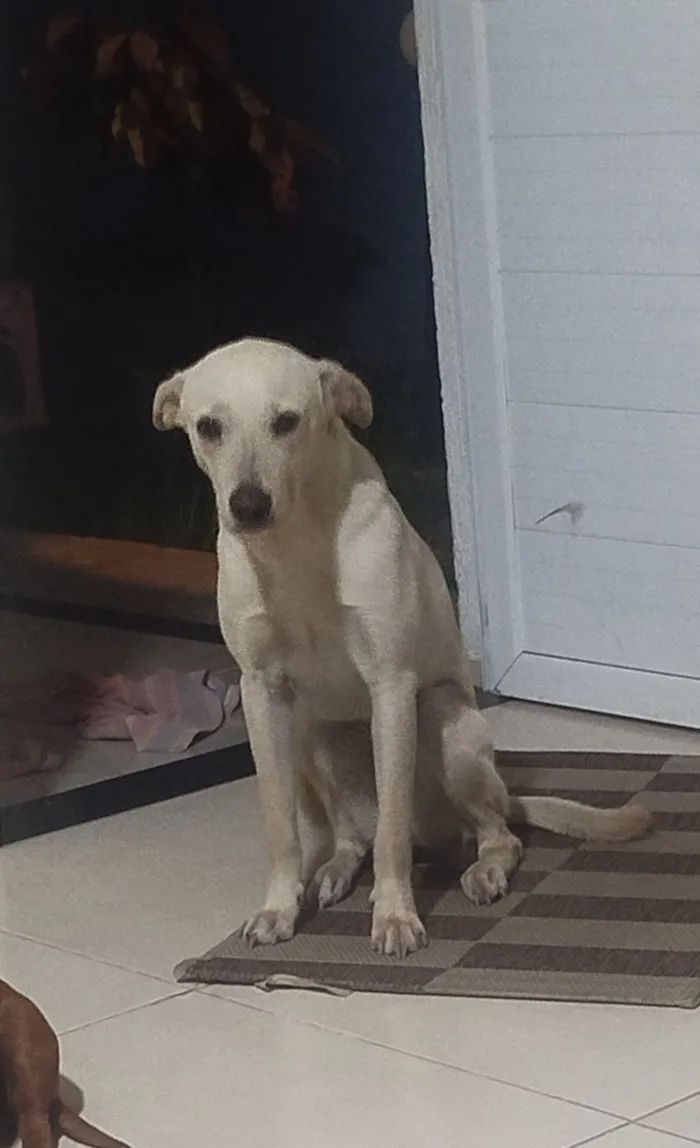 Cachorro raça SRD-ViraLata idade 7 a 11 meses nome Pérola 