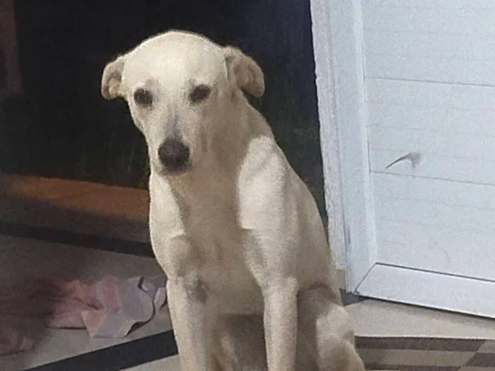 Cachorro raça SRD-ViraLata idade 7 a 11 meses nome Pérola 