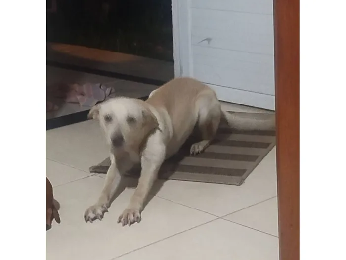 Cachorro raça SRD-ViraLata idade 7 a 11 meses nome Pérola 