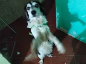 Cachorro raça SRD-ViraLata idade 1 ano nome Lucky