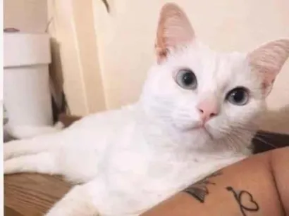 Gato raça SRD-ViraLata idade 6 ou mais anos nome Riana 