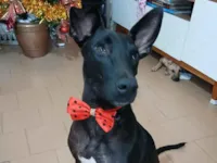 Cachorro raça SRD-ViraLata idade 2 anos nome Maria Flor