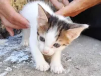 Gato raça SRD-ViraLata idade 2 a 6 meses nome FABIO GONZAGA DOS SANTOS SIQUEIRA