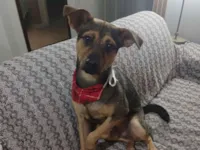 Cachorro raça SRD-ViraLata idade 1 ano nome Bento