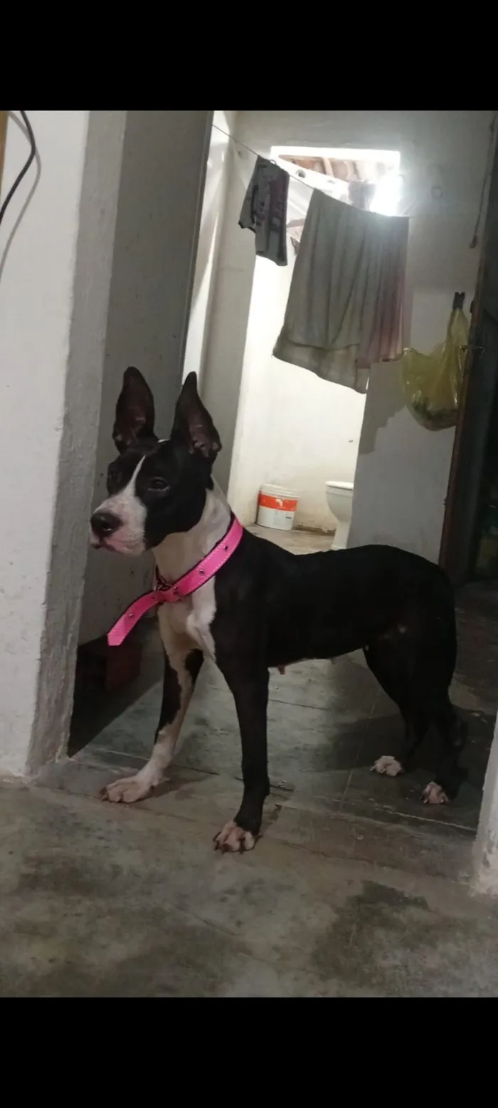 Cachorro raça Pit-Bull idade 2 a 6 meses nome Zayra