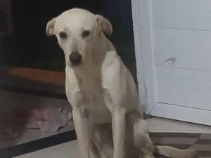 Cachorro raça SRD-ViraLata idade 7 a 11 meses nome Pérola 