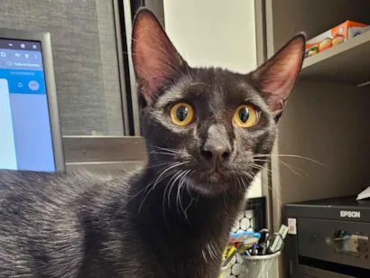 Gato raça SRD-ViraLata idade 7 a 11 meses nome Gilberto Gil