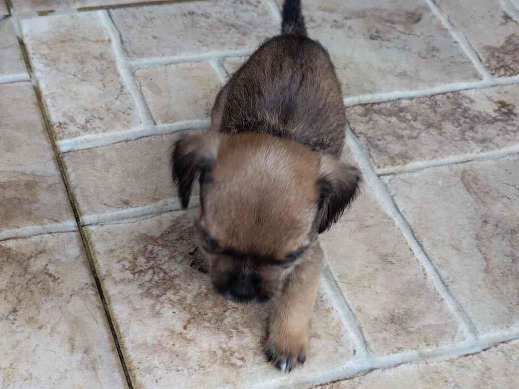 Cachorro raça SRD-ViraLata idade 2 a 6 meses nome Jerry