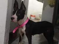 Cachorro raça Pit-Bull idade 2 a 6 meses nome Zayra